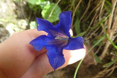 Gentiana clusii