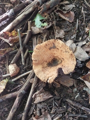 Lactarius psammicola