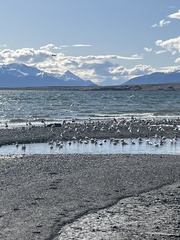 Leucophaeus pipixcan