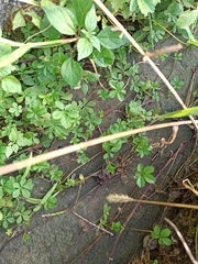 Potentilla reptans