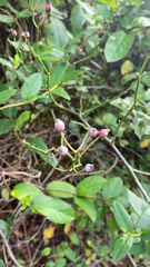 Paederia foetida