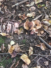 Lactarius psammicola