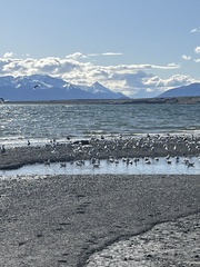 Leucophaeus pipixcan