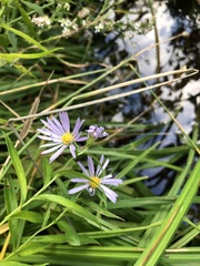 Symphyotrichum boreale