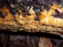 Steccherinum ochraceum