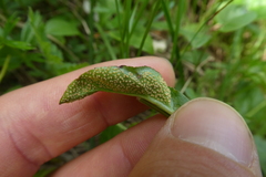 Pucciniaceae