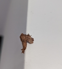 Anaxidia lozogramma