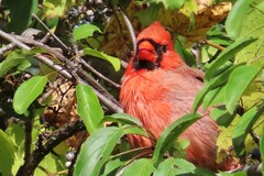 Cardinalis cardinalis