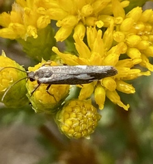 Cisthene liberomacula