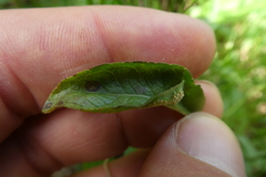 Pucciniaceae