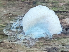 Myxomycetes
