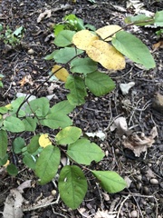 Amelanchier arborea