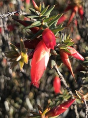 Stenanthera conostephioides