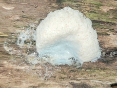 Myxomycetes