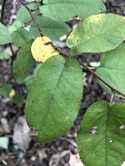 Amelanchier arborea