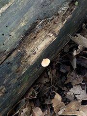 Crepidotus crocophyllus