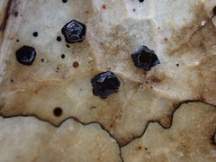 Coccomyces dentatus