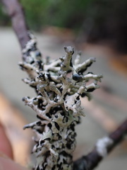 Hypogymnia tubulosa