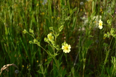 Potentilla recta