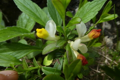 Polygaloides chamaebuxus