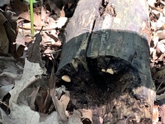 Crepidotus crocophyllus