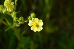 Potentilla recta