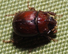 Odonteus armiger