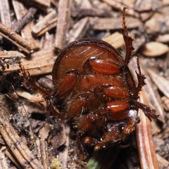 Odonteus armiger