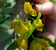 Sesbania vesicaria