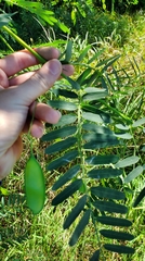 Sesbania vesicaria