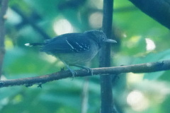 Hypocnemoides maculicauda