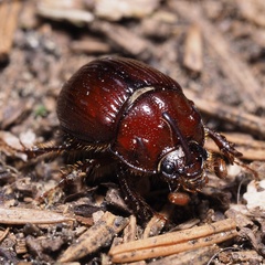 Odonteus armiger