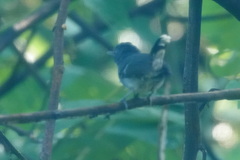 Hypocnemoides maculicauda