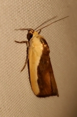Ponometia exigua