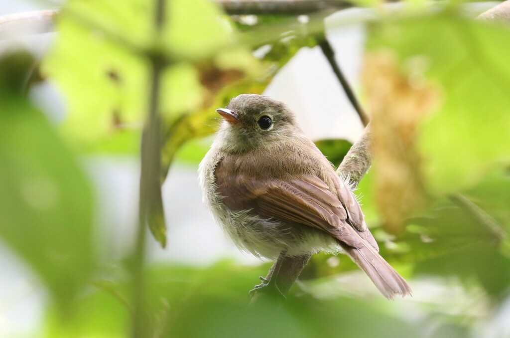 Unadorned Flycatcher photo