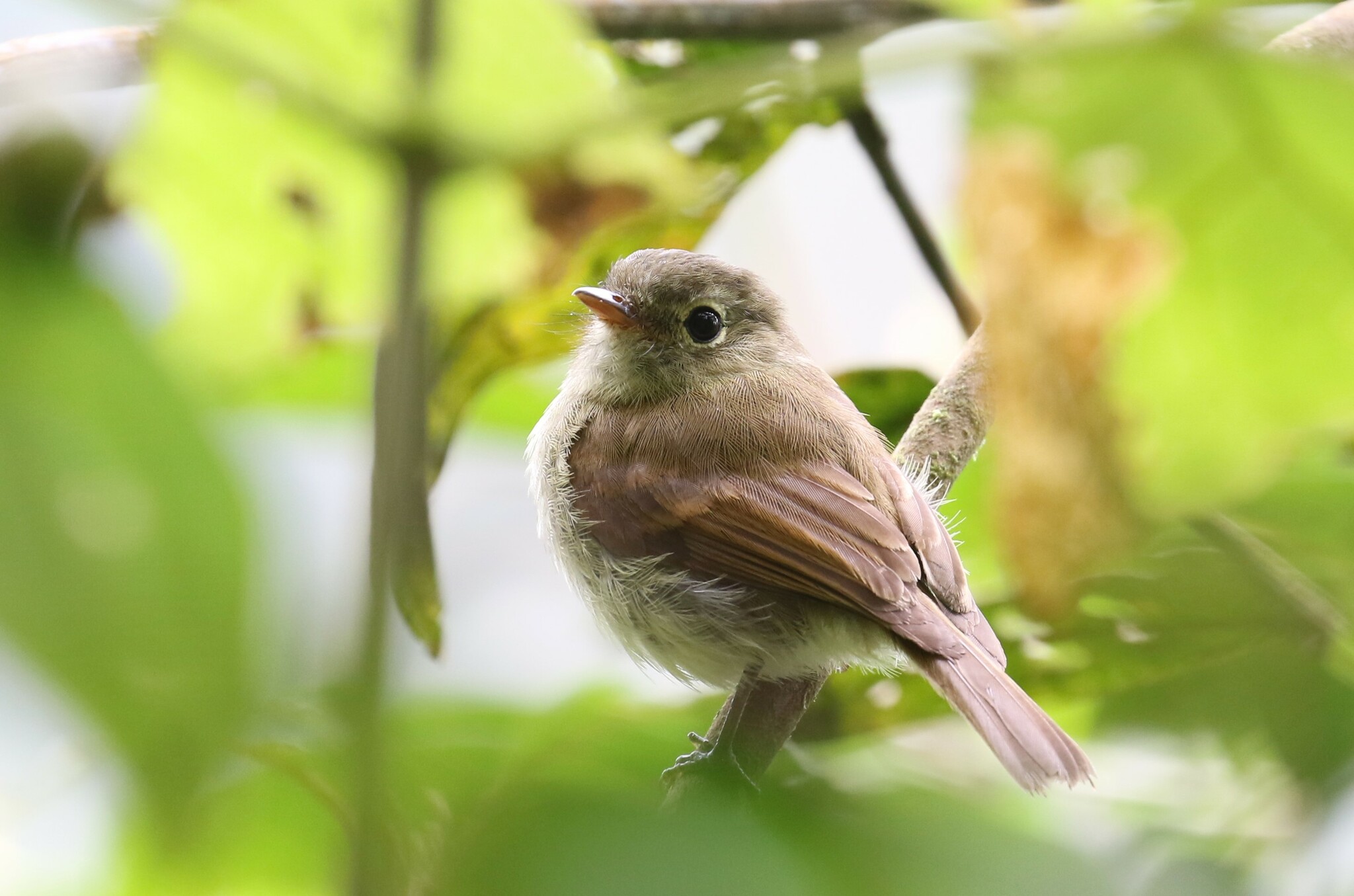 Unadorned Flycatcher (Myiophobus inornatus)