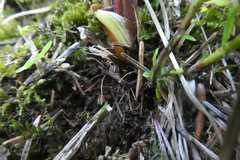 Mutellina purpurea