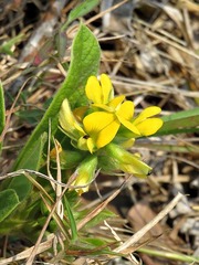 Eriosema ellipticifolium image