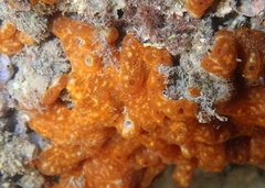 Polysyncraton lacazei