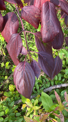 Cornus sanguinea