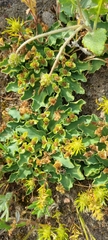 Euphorbia tuberosa