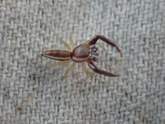 Hentzia
