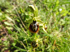 Ophrys sphegodes aesculapii