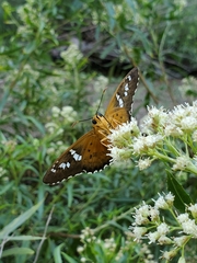 Apyrrothrix araxes