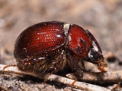 Odonteus armiger