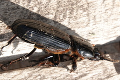 Passalidae