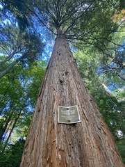 Chamaecyparis pisifera