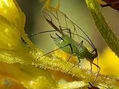 Macrosiphini