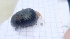 Scarabaeidae