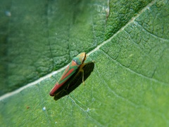 Graphocephala fennahi